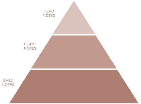 piramide olfattiva